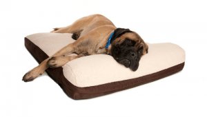 Great_Paw_Serenity_03